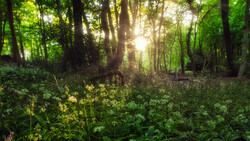 Sunlight streaming through tall trees in a dense forest with yellow wildflowers blooming in the understory.