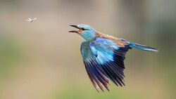 Iridescent blue kingfisher in flight with wings spread, pursuing a small white insect against a soft blurred background.