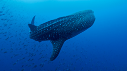 Whale shark swimming underwater with school of small fish alongside it in deep blue ocean water.