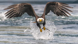 Bald eagle diving toward ocean water with wings spread wide and talons extended.