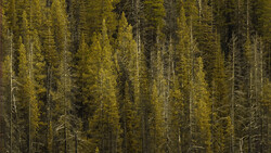 Dense coniferous forest with tall evergreen trees and scattered dead snags.