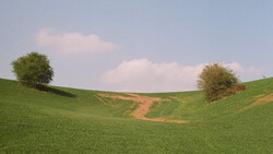 Rolling green hillside with two solitary trees flanking a dirt path under a partly cloudy sky.