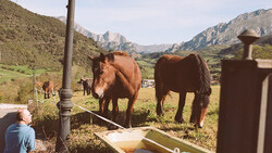 Person feeding brown horses in a mountain valley pasture with rocky peaks in the background.