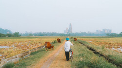 Person on bicycle riding down a dirt path through rice fields with cattle grazing and city skyline in the distance.