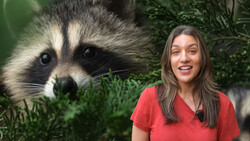 Woman in red shirt smiling beside close-up portrait of a raccoon among green foliage.