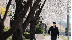 Man in dark jacket walking beneath blooming cherry blossom trees on a tree-lined street.
