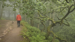 A hiker in a bright red jacket walks along a misty forest trail lined with moss-covered trees and ferns.