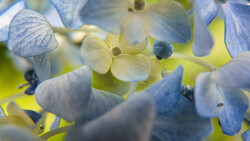 Close-up of delicate blue and white hydrangea flowers with soft focus background.