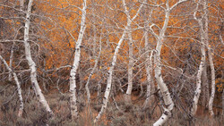 Birch trees with bare branches and white bark against russet autumn foliage.