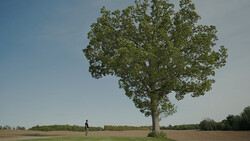 Solitary figure standing in a flat field beside a large, fully leafed oak tree under clear sky.