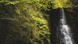 Waterfall cascading down moss-covered rock face surrounded by dense green forest canopy.