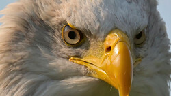 Close-up of a bald eagle's head with intense golden eyes and yellow beak.