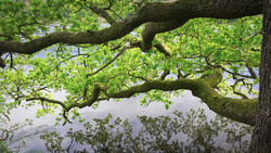 Gnarled tree branch with bright green foliage against overcast sky and distant hills.