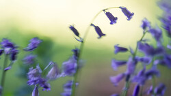 Purple bell-shaped flowers in soft focus with shallow depth of field against a blurred green background.
