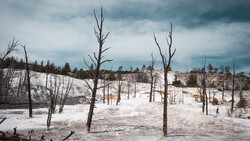 Dead trees standing in a geothermal field with white mineral deposits and stormy sky overhead.