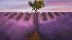 A solitary tree stands centered between rows of blooming lavender fields under a dramatic purple-pink sunset sky.