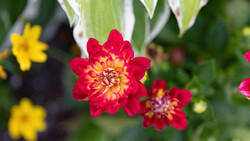 Red and yellow dahlia flowers in sharp focus with yellow blooms and green foliage blurred in the background.