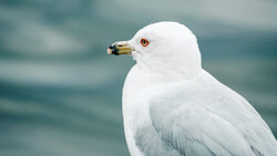 White seagull in profile against blurred ocean water background.