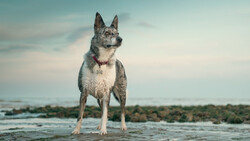 Gray and white dog standing on wet sand with ocean and coastal landscape in background.