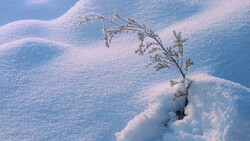 Snow-covered landscape with frost-laden plant emerging from white drifts under blue sky.