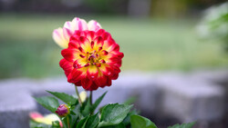 Red and yellow dahlia flower in full bloom with blurred green garden background.