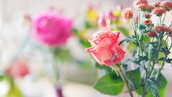 Coral-pink rose in sharp focus with soft blurred flowers behind it in a garden setting.
