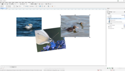 Screenshot of image editing software showing four photographs of water birds and marine life arranged on a canvas.