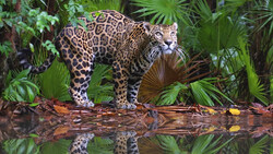 Jaguar standing on a fallen log in dense tropical vegetation, looking toward the camera.