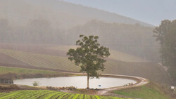 Solitary tree standing in a pond surrounded by cultivated farmland and forested hills shrouded in mist.