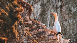 White bird with orange-peach coloring perched on lichen-covered rocky outcrop.