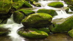 Moss-covered boulders in a flowing stream with smooth water blur effect.