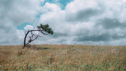 Solitary windswept tree with sparse foliage leaning in an open field under dramatic cloudy sky.