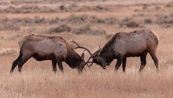 Two elk bulls sparring with locked antlers in dry grassland during rutting season.