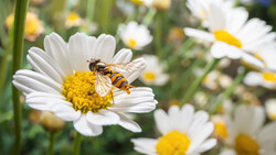 Striped hover fly on white daisy with yellow center surrounded by blurred flowers.