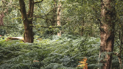 Dense forest canopy with tall trees and thick understory of ferns in dappled sunlight.