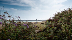 Purple wildflowers in soft focus foreground with expansive agricultural field and distant tree line under partly cloudy sky.