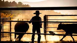 Silhouetted rancher in cowboy hat standing between two cattle at a fence gate in golden morning light.
