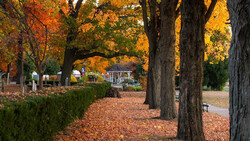 Tree-lined autumn pathway covered with fallen leaves, with golden foliage overhead and residential buildings visible in the distance.