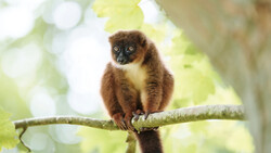 Brown and cream-colored lemur perched on a lichen-covered branch, looking directly at camera.