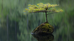 Small tree with bright yellow-green foliage growing from a moss-covered rock in still water, surrounded by blurred green forest.