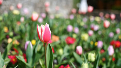 Pink and white tulip in sharp focus with blurred tulips and stone wall behind.