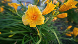 Bright yellow daylily with ruffled petals and prominent stamens, surrounded by unopened buds and green foliage.