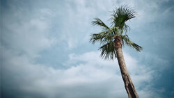 Tall palm tree with windswept fronds against a dramatic cloudy sky.