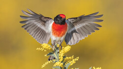 Red-breasted bird with black head and gray wings perched on yellow flowers against golden background.