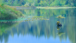 Solitary tree reflecting in calm water surrounded by green vegetation and forest.