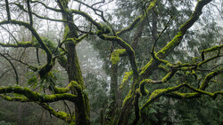 Gnarled moss-covered tree branches in a misty forest canressed by green lichen.