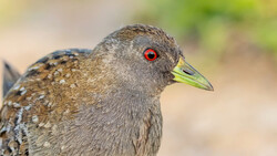 Close-up portrait of a speckled gray bird with red eye and yellow-green beak in sharp focus.