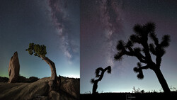 Desert landscape with silhouetted Joshua trees against a starry night sky with visible Milky Way.