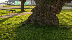 Gnarled tree trunk with deeply textured bark casting shadows on bright green grass in a park setting.