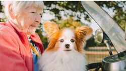 Elderly woman in pink jacket smiling at brown and white dog in a car with open hood.